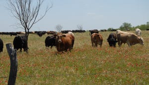 Cattle grazing diverse native pasture