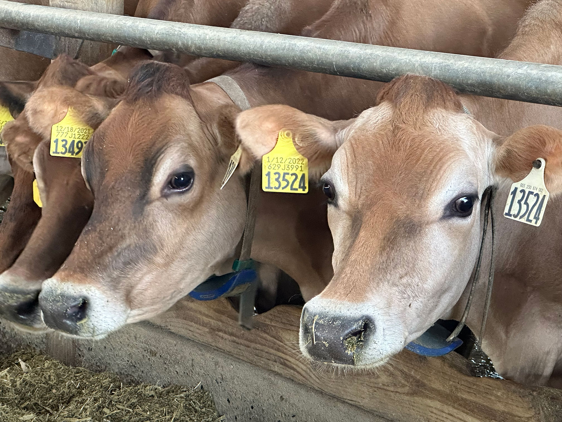 NexGen dairy in Minnesota lets cows be cows for the future