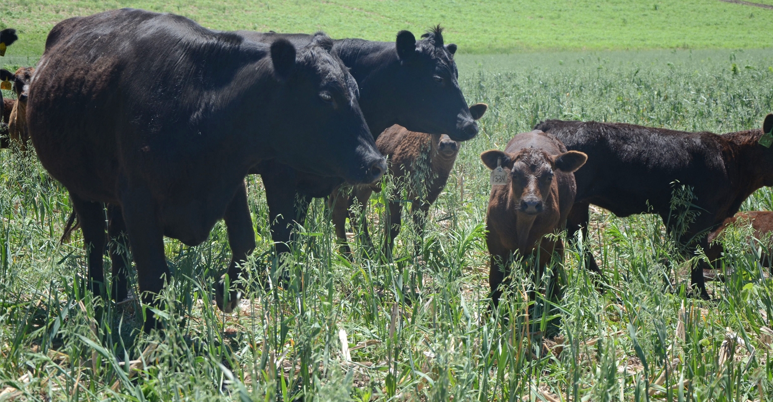 Do perennials have a place in annual cropping systems?