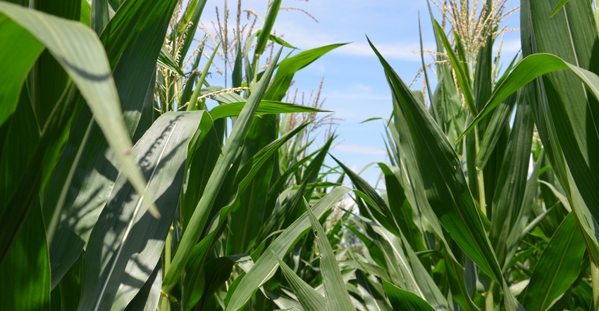 corn plants up close