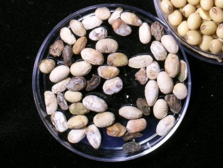 12.24 1 Soybean-Seed-pathology-4-450x338.jpg