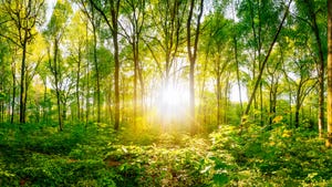 Vibrant view of sun shining through green trees in forest