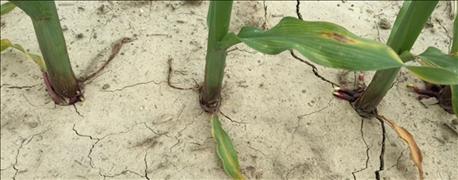 disease_threatens_corn_indiana_while_brace_roots_face_trouble_1_635724698750484000.jpg