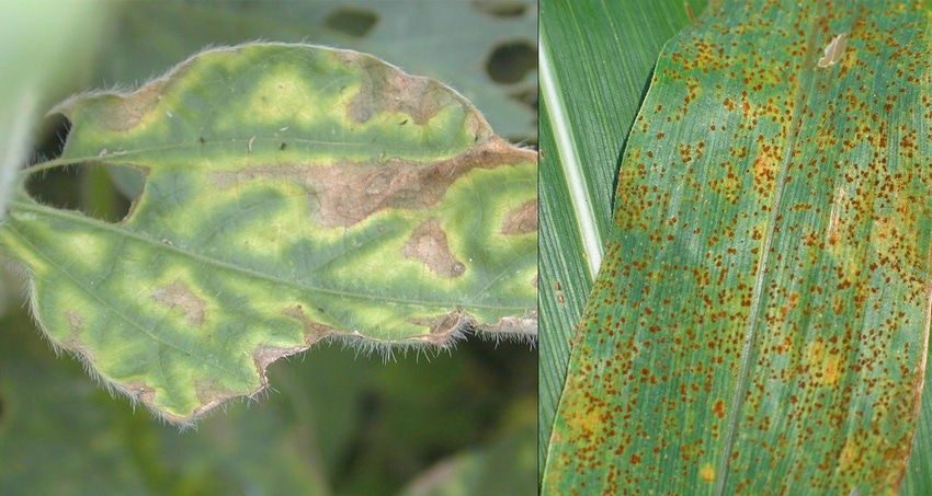 SDS-corn-rust-bugwood.jpg