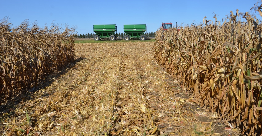 tractor pulling grain carts through cornfield during harvest