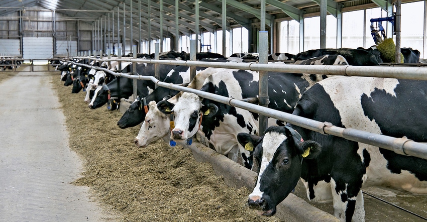 Line of cows eating silage in a dairy barn