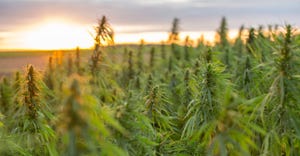 A close up of a hemp plant field with a sunrise in the background