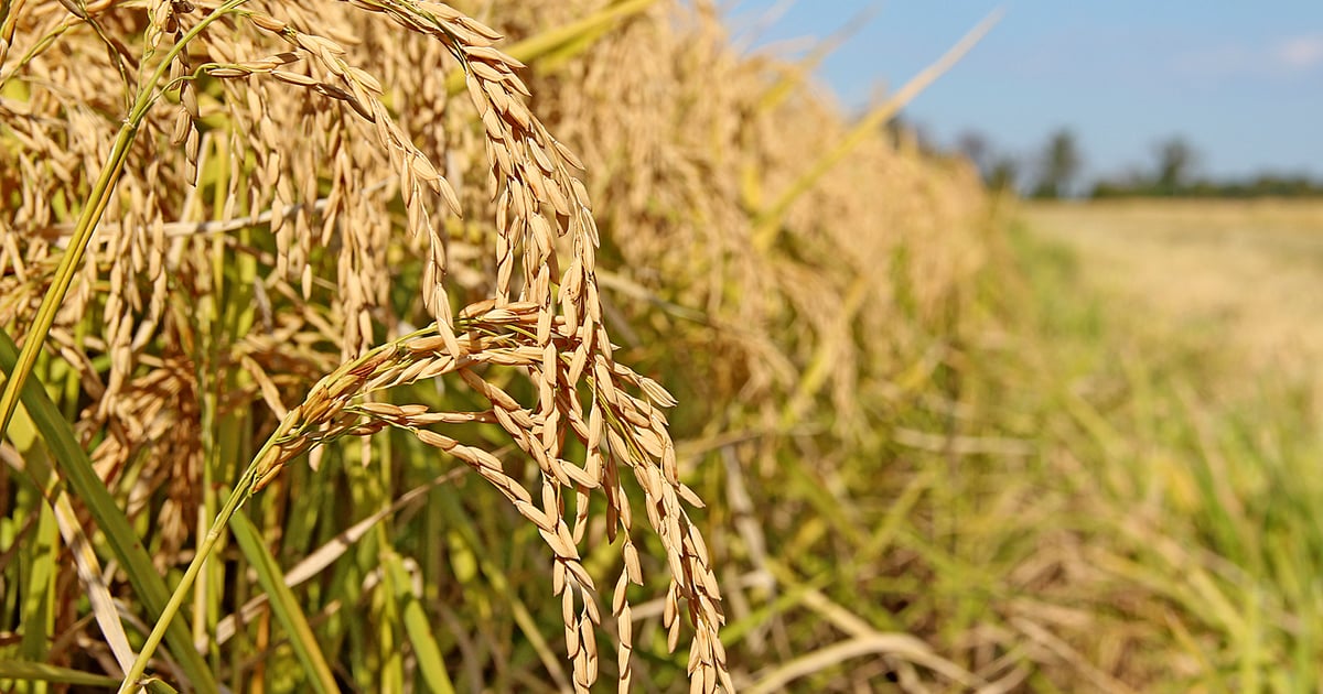 Celebrate rice in the Delta