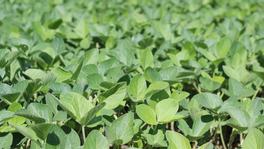 A close-up of soybean plants