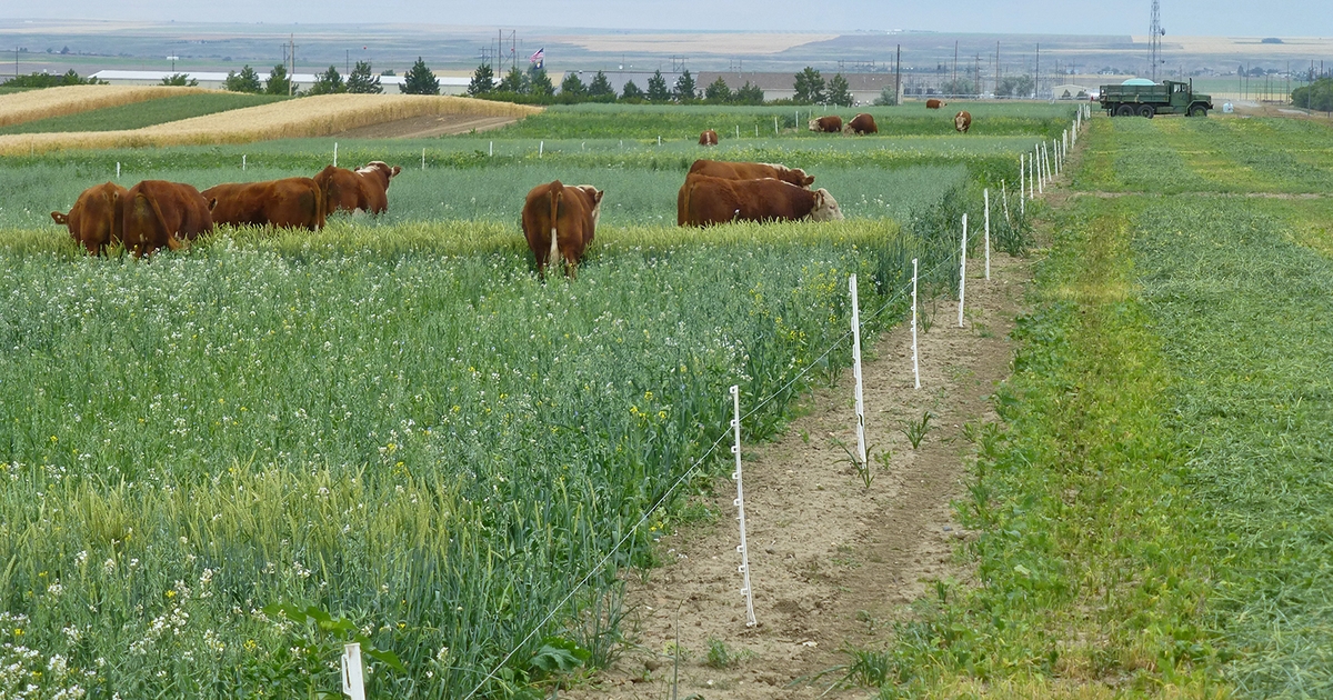 Cattle as the Cash Crop » Green Cover