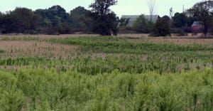 Weeds in field