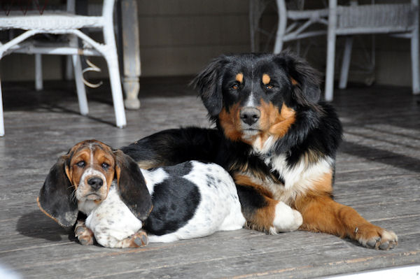 Basset hound bernese mountain fashion dog mix