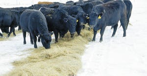 Black Angus eating hay on snow