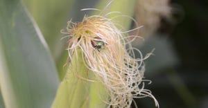 Japanese beetle entangled in corn silks