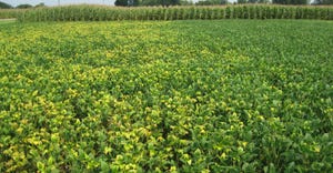 potassium deficiency symptoms in soybeans