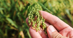 Close up of a hand examining proso millet green crop ears in field