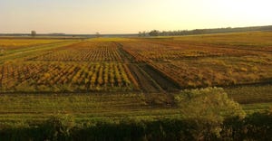 soybean field in evening light