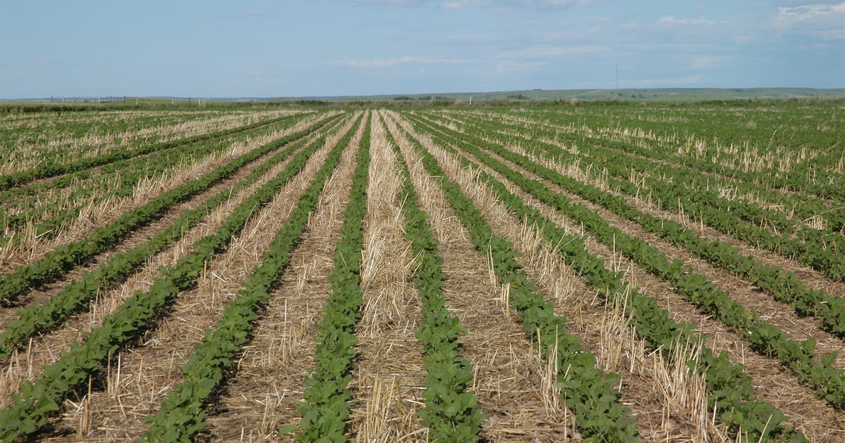 Report highlights ag challenges, growth forecasts