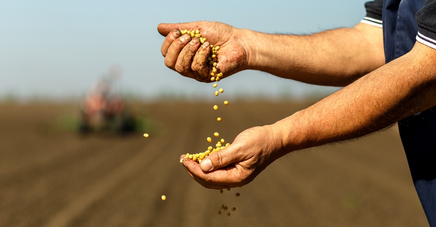 Hands holding soybean seed