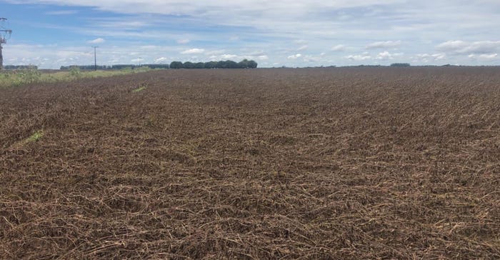 Hard, swamping rains have damaged these Brazilian soybean fields.