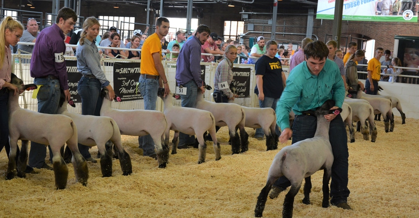 sheep judging at county fair