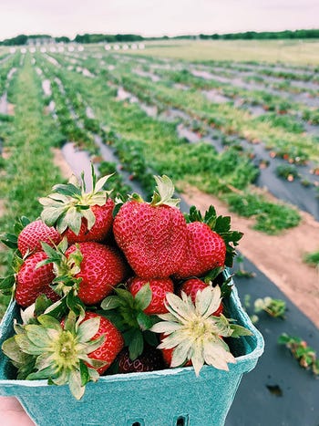 goober-bubs-strawberries.jpg