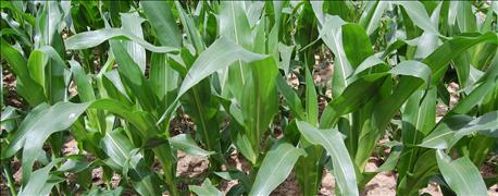 wisconsin_corn_growers_american_lung_association_promote_clean_air_fuel_1_636007453808328651.jpg