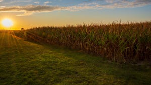 Sunset over corn field