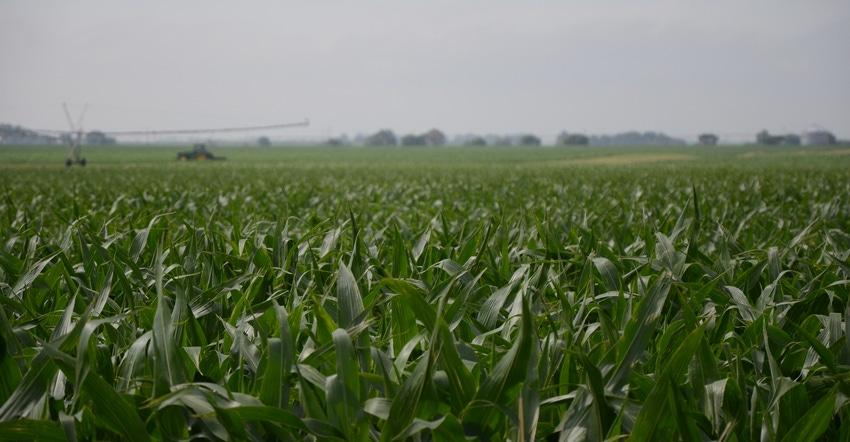 closeup of corn stalks in field with irrigation equipment in background
