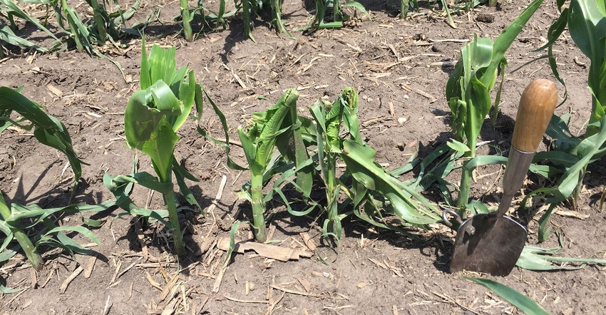 hail damage to corn
