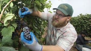 A researcher examines wine grapes.