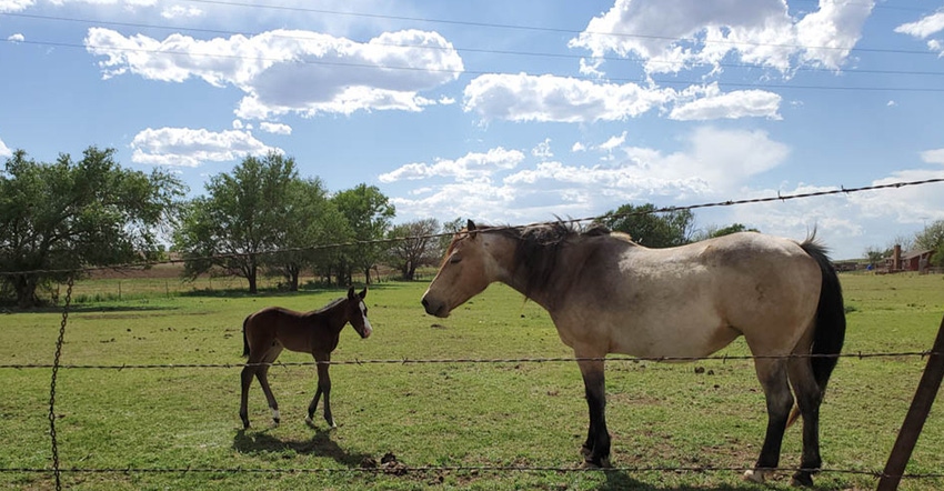 swfp-shelley-huguley-horses-foal.jpg swfp-shelley-huguley-horses-foal.jpg