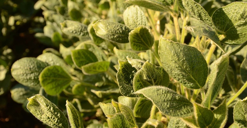 dicamba-damage-vogt-SIZED.jpg dicamba-damage-vogt-SIZED.jpg