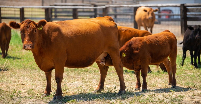 Cow calf in feedyard USDA.jpg Cow calf in feedyard USDA.jpg