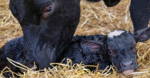 Cow bonding with her newborn calf