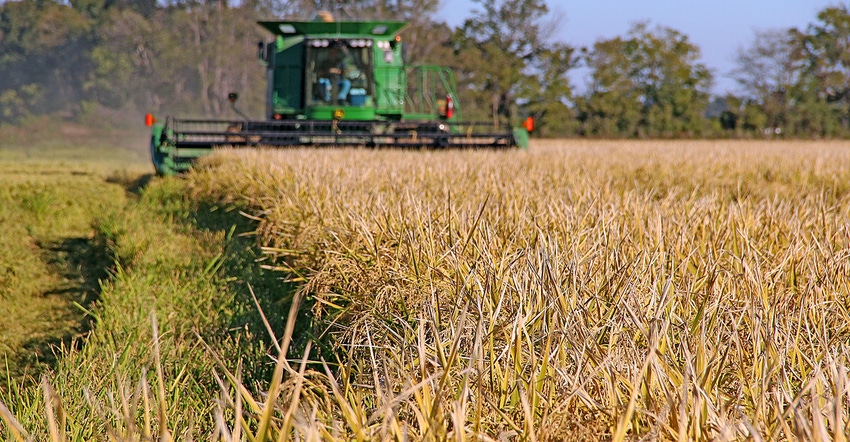 DFP-Staff-Rice-Harvest.jpg DFP-Staff-Rice-Harvest.jpg