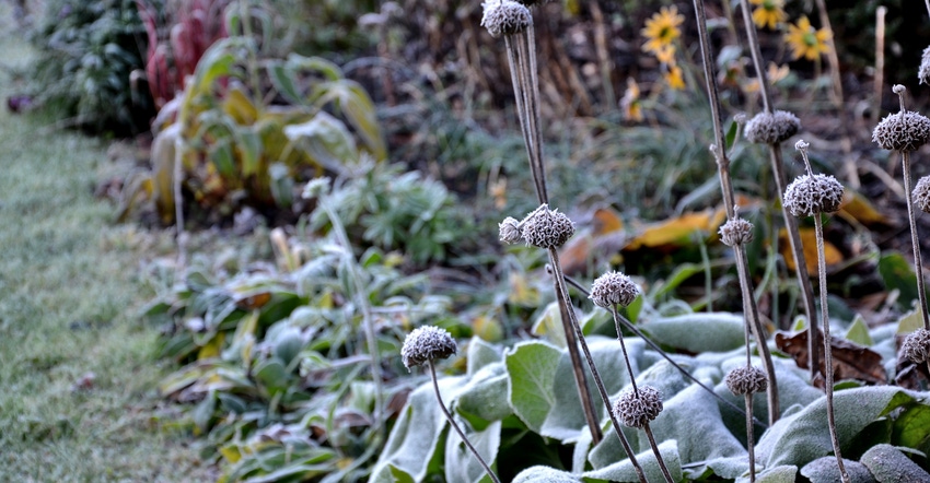perennial flower beds still flowering after frost
