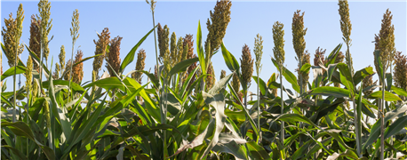 sorghum_profits_exist_producers_know_costs_watch_rallies_1_636082741994018450.png