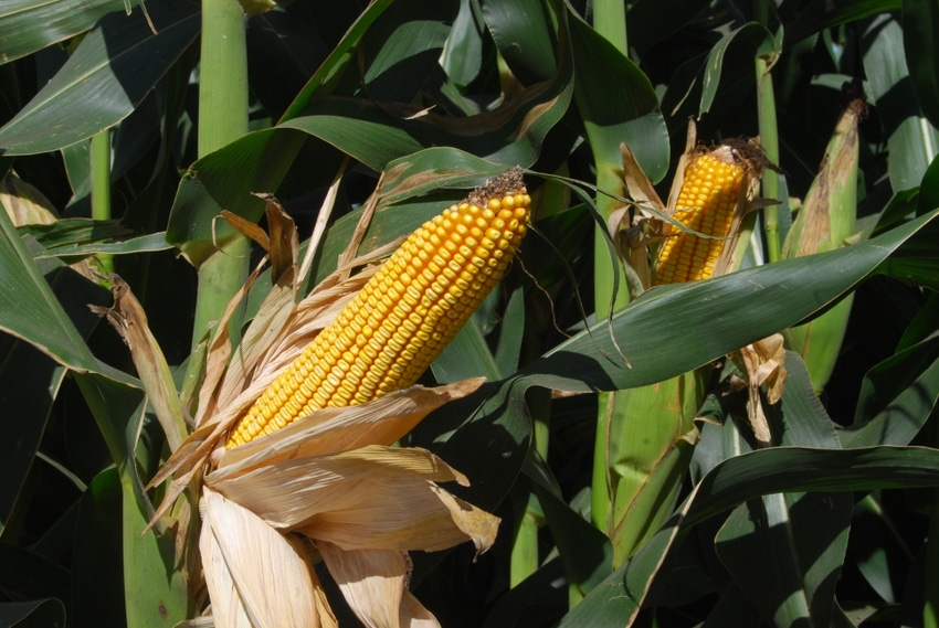 corn ear on stalk