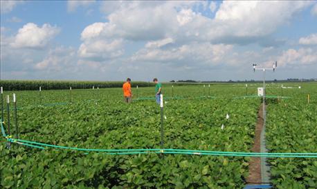 university_experts_tackle_ag_topics_upcoming_field_day_2_636031239306263537.jpg