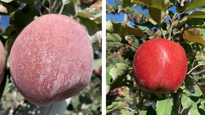 Comparison of Apples showing how Parka does not leave a white residue on fruit (right) unlike ka