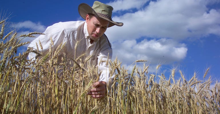 University of Minnesota wheat breeder Jim Anderson in wheat field