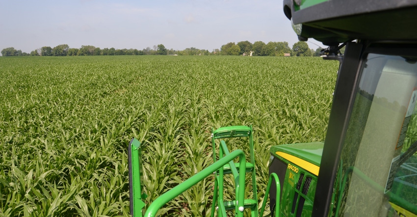 view of cornfield from tractor cab
