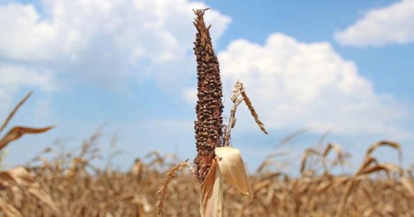 Hottest month on record: July 2012 | Farm Progress
