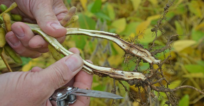 soybean plant stem split open, showing signs of disease