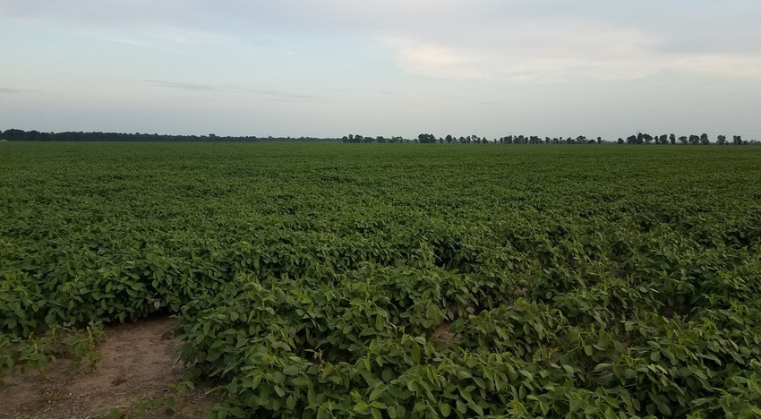 Wes_Everman_NCSU_Auxin_Training_Soybeans.jpg Wes_Everman_NCSU_Auxin_Training_Soybeans.jpg