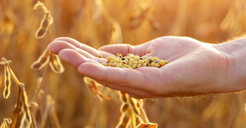 Harvest ready soybeans in human hand