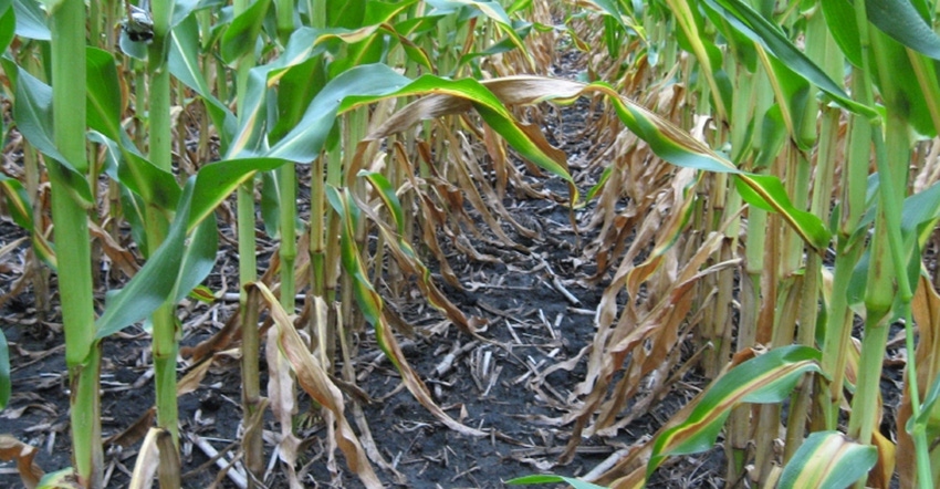 Firing of the bottom of corn plant leaves is a sign corn plants are running out of nitrogen 