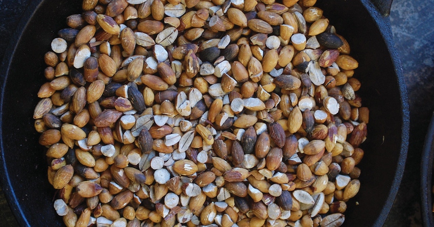 TNFP0401-southwest-foraging-acorns.jpg