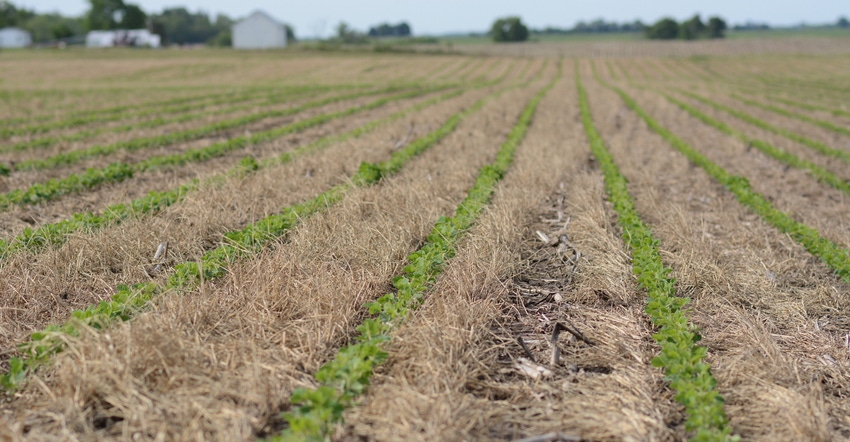 crop field with cover crops crop field with cover crops